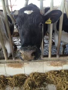 Spandern Holstein Bulls