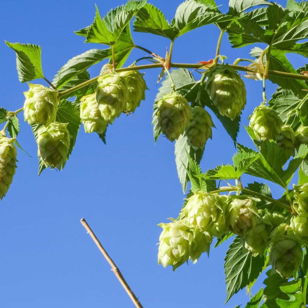 Rooted at Farm Level: Why a B2F Strategy Matters